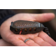 Korum - Bait Gripper Feeder 220gr Korum - Bait Gripper Feeder 220gr